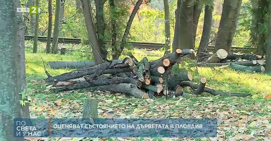 Оценка на състоянието на дърветата в Пловдив