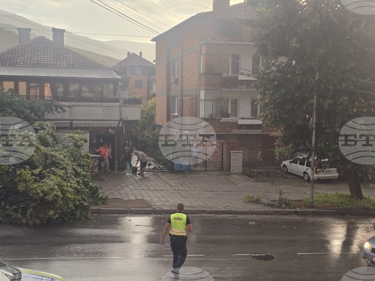 Силна буря затрудни движението в Петрич: Паднали клони и дървета